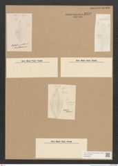 Diatomeae indet. Zeichnungen Sammlung Grunow Nr. 2470 (NHMW-BOT-W0369645)